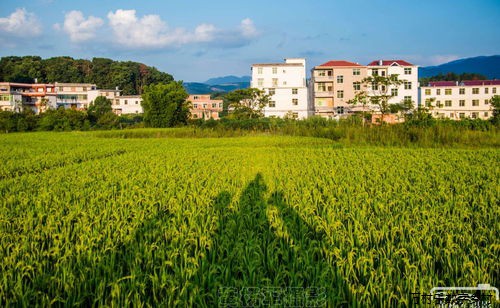 乡村治理与乡村振兴：绘制美丽乡村新画卷