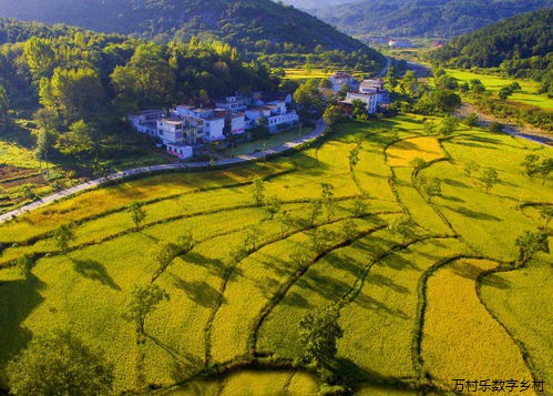 乡村治理典型案例