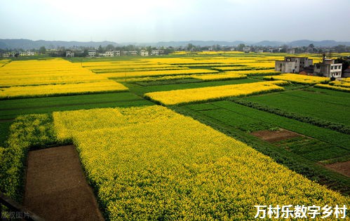 乡村生态治理：构建美丽乡村新画卷