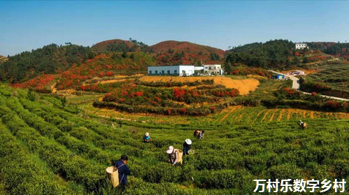 提升乡村治理水平，建设美丽新农村