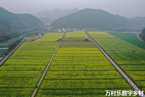 “四联建设”赋能乡村全面振兴