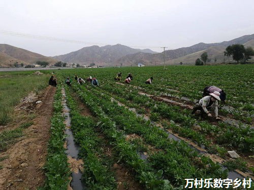 乡村振兴存在问题建议和意见(八篇)