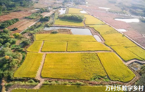 智慧乡村：物联网技术在农村的实施与效益