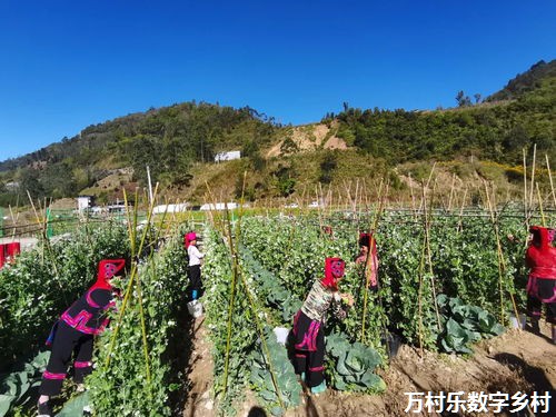 建设数字乡村  助力乡村振兴